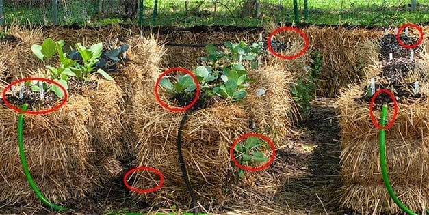 Straw Bale Gardening Mistakes