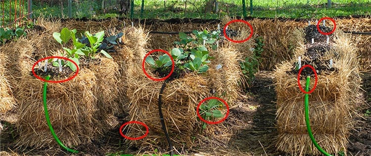 Straw Bale Gardening Mistakes