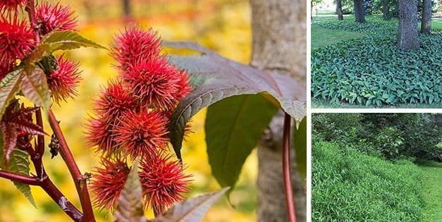 10 Plants You Should Never Grow In Your Yard