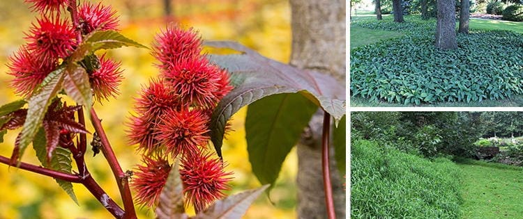 10 Plants You Should Never Grow In Your Yard