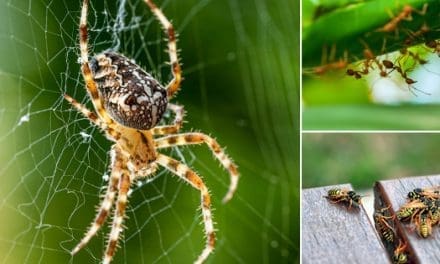 Dangerous Insects That Are Actually Good For Your Garden