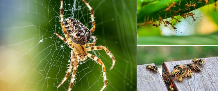 Dangerous Insects That Are Actually Good For Your Garden