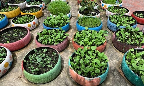 Low Cost Raised Garden Beds