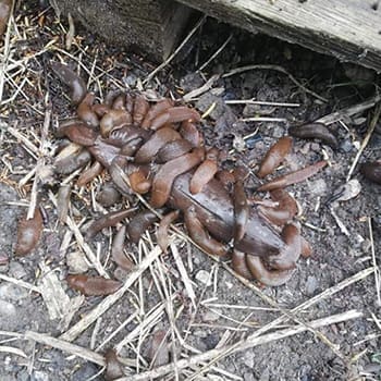 Why You Should Use Banana Peels In Your Garden - slugs