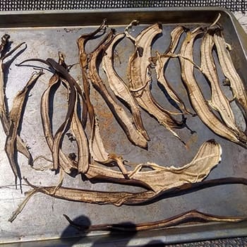 Why You Should Use Banana Peels In Your Garden - dried banana peels