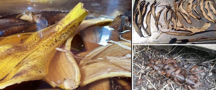 Why You Should Use Banana Peels In Your Garden