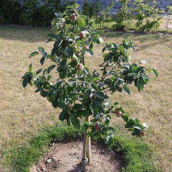 Dwarf Fruit Trees You Can Grow In A Tiny Space - apple