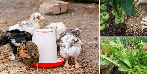 Homesteading To Do’s: May