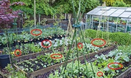 Mosquito and Fly Repellent Plants You Need To Grow For Summer
