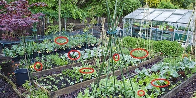 Mosquito and Fly Repellent Plants You Need To Grow For Summer