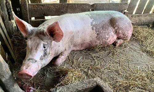 Best and Worst Livestock for Homesteaders