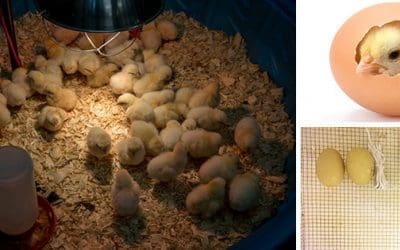 DIY Egg Incubator