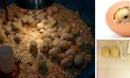 DIY Egg Incubator