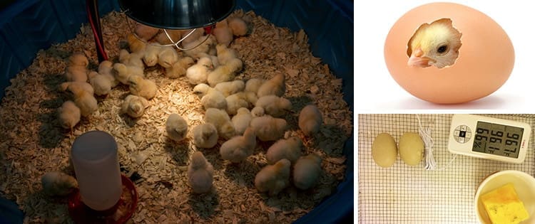 DIY Egg Incubator