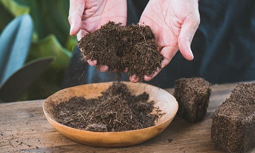 How To Grow Food In a Jar