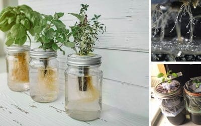 How To Grow Food In A Jar