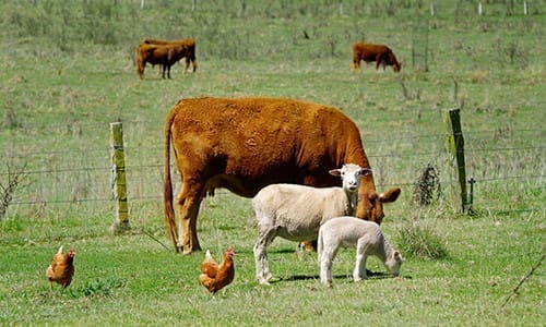 The Dos and Don'ts of Buying Livestock