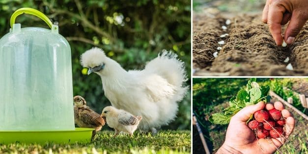 Homesteading To Do’s: June