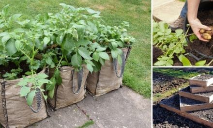 Strange Ways to Grow Potatoes In a Tiny Space