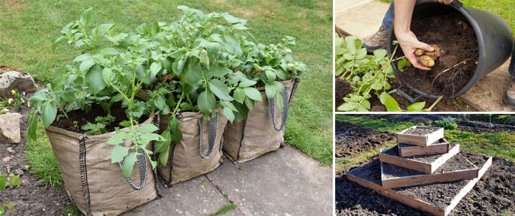 Strange Ways to Grow Potatoes In a Tiny Space