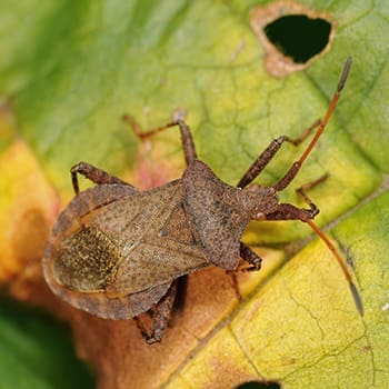 squash bug