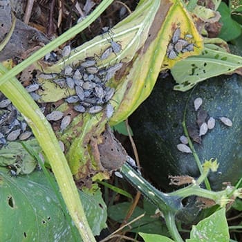 squash bugs