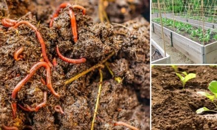 How To Fix Clay Or Sandy Garden Soil