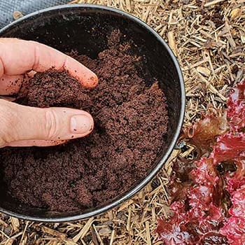 What Happens If You Spread Coffee Grounds In Your Garden