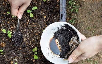 What Happens If You Spread Coffee Grounds In Your Garden