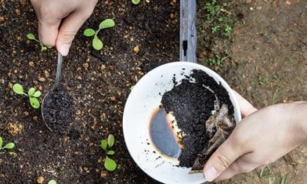 What Happens If You Spread Coffee Grounds In Your Garden