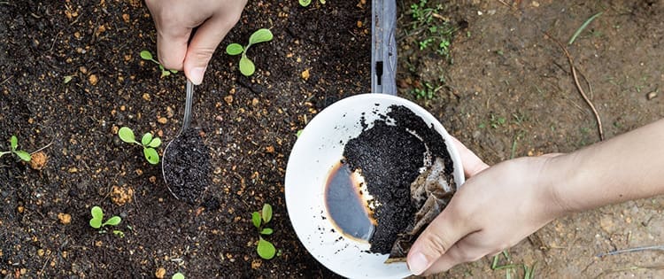 What Happens If You Spread Coffee Grounds In Your Garden