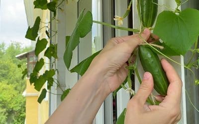Can You Plant a Grocery Store Cucumber?