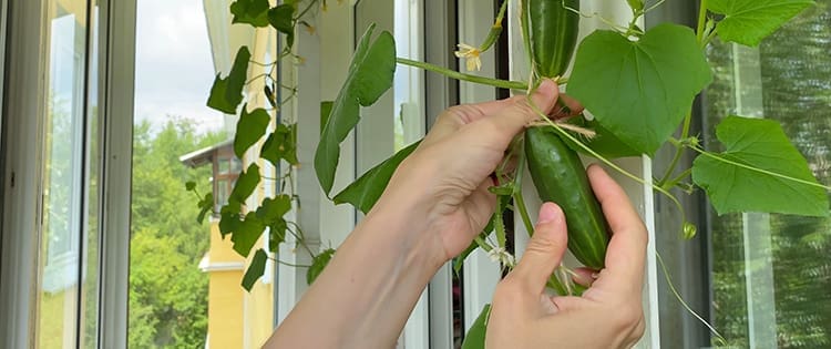 Can You Plant a Grocery Store Cucumber?