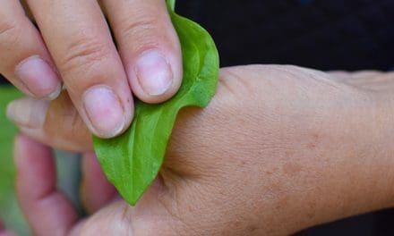 10 Medicinal Plants You Can Find On Your Homestead