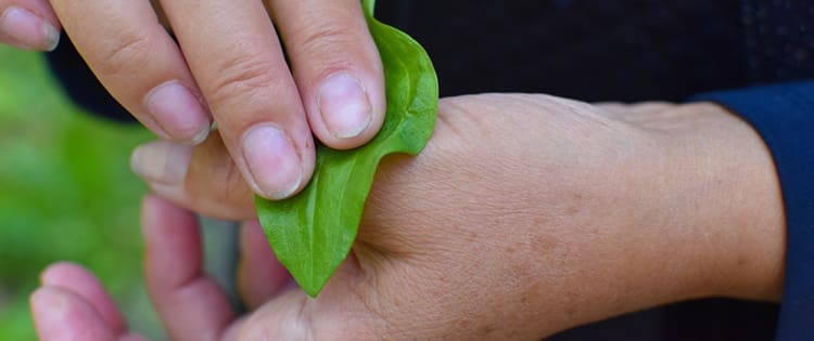 10 Medicinal Plants You Can Find On Your Homestead