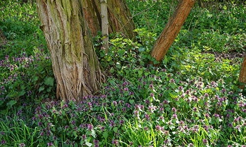 medicinal plants