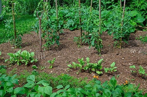 Amish gardening techniques