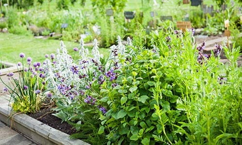 Amish gardening techniques