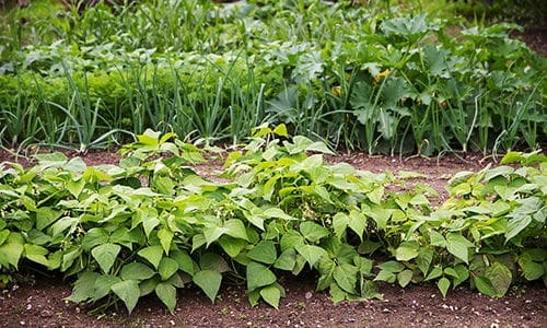 Amish gardening techniques