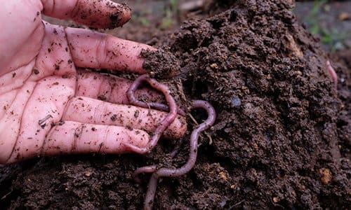 Amish gardening techniques