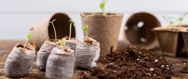 DIY Seed Starter Pots