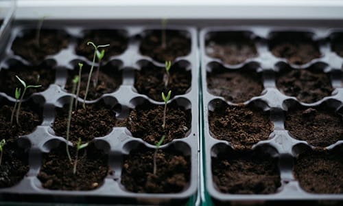 DIY Seed Starter Pots