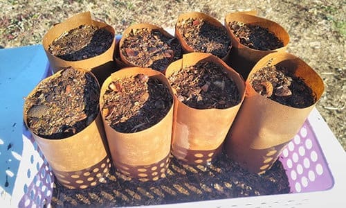 DIY Seed Starter Pots