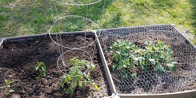 DIY Tomato Cage