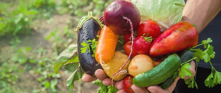 5 Amish Gardening Techniques You Should Know