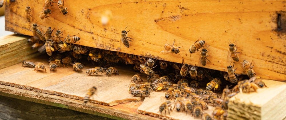 What Happens If You Place A Beehive In Your Backyard