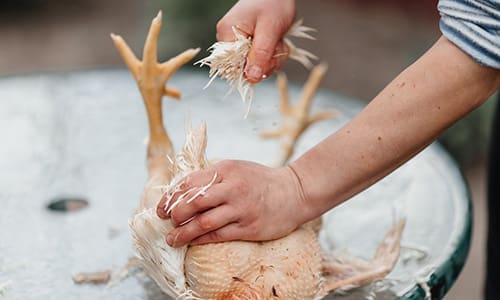 butchering chicken