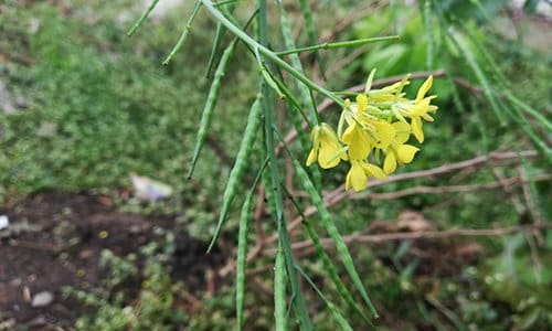 plants for clay soil