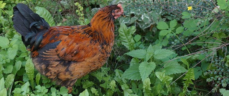 These 9 Common Garden Plants Are Toxic To Chickens