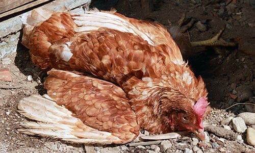 plants toxic to chickens